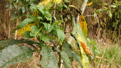 Spartocera alternata