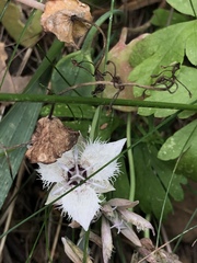 Calochortus westonii