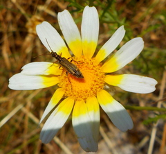Oedemera barbara