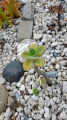 Echeveria zorzaniana