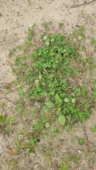Trifolium repens