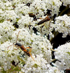 Stenopterus creticus