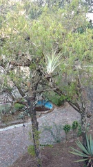 Tillandsia makoyana