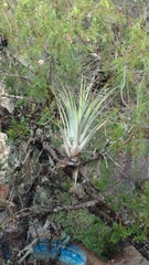 Tillandsia makoyana