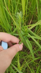 Artemisia campestris