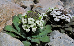 Notothlaspi rosulatum