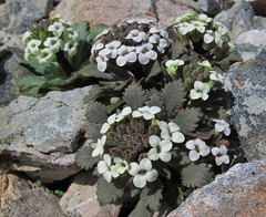 Notothlaspi rosulatum