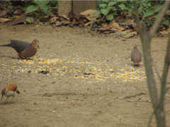 Leptotila ochraceiventris