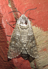 Prionoxystus macmurtrei