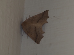 Prochoerodes truxaliata