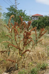 Rumex patientia orientalis
