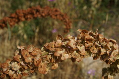 Rumex patientia orientalis