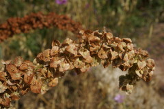 Rumex patientia orientalis