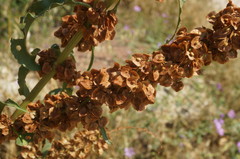 Rumex patientia orientalis