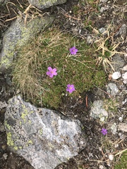Primula angustifolia