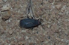 Melacoryphus rubicollis