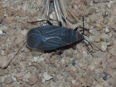 Melacoryphus rubicollis