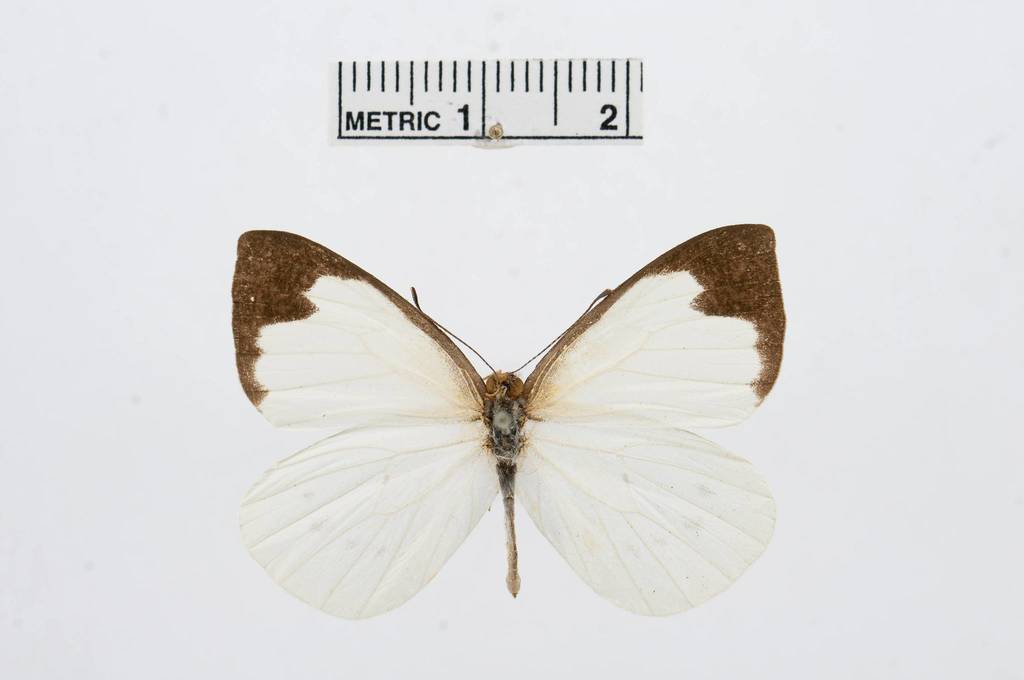 Pearl-whites