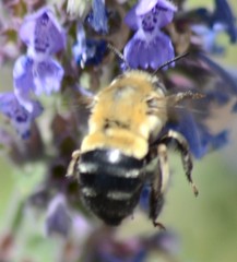 Anthophora montana
