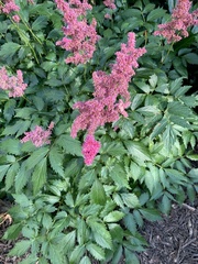 Astilbe japonica