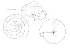 Phrixgnathus transitans