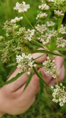 Cicuta douglasii