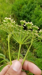 Cicuta douglasii