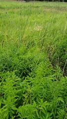 Cicuta douglasii