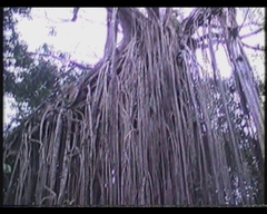 Ficus virens virens