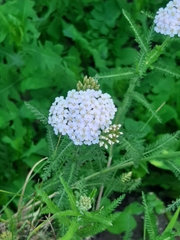 Achillea millefolium