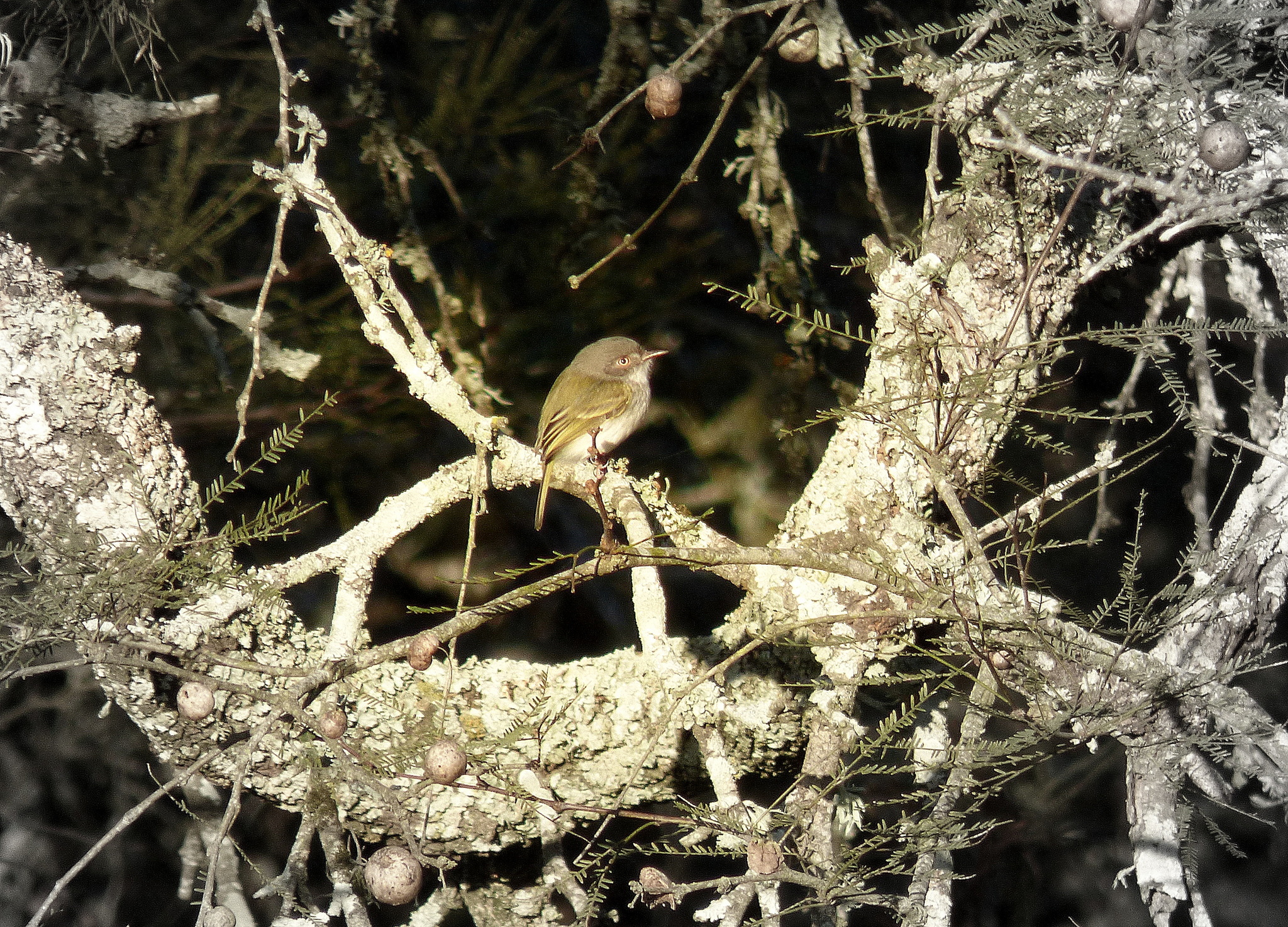 Pearly-vented Tody-Tyrant (Hemitriccus margaritaceiventer)