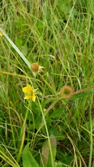 Geum macrophyllum perincisum