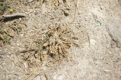 Sclerochloa dura