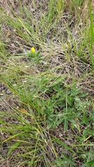 Potentilla gracilis fastigiata