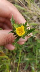 Potentilla gracilis fastigiata