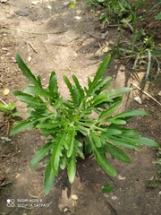 Kalanchoe laciniata