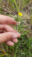Potentilla gracilis fastigiata