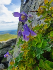 Aquilegia flabellata