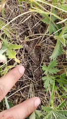 Potentilla gracilis fastigiata