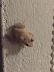 Eleutherodactylus coqui