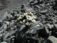 Notothlaspi rosulatum