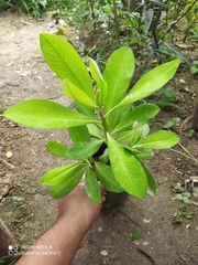 Euphorbia grantii