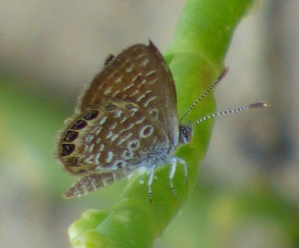 Eastern Pygmy-Blue