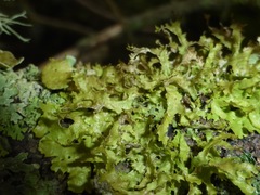 Tuckermanopsis chlorophylla