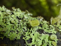 Hypogymnia lophyrea