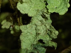 Platismatia norvegica