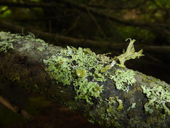 Hypogymnia lophyrea