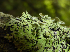 Hypogymnia lophyrea