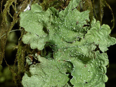 Platismatia norvegica