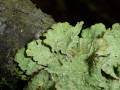 Platismatia norvegica